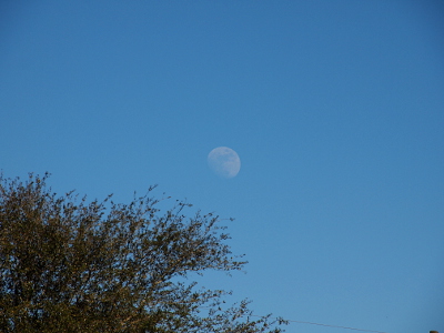 [A nearly-full moon missing the lower left section is a faint white orb on the light blue sky just above a leafy tree.]